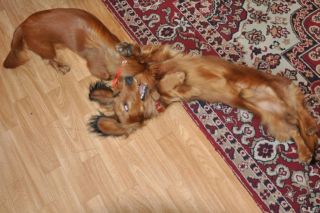 NADIM jamniki Kollapsar